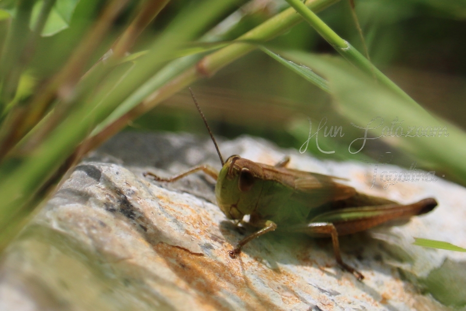Pseudochorthippus parallelus - közönséges rétisáska