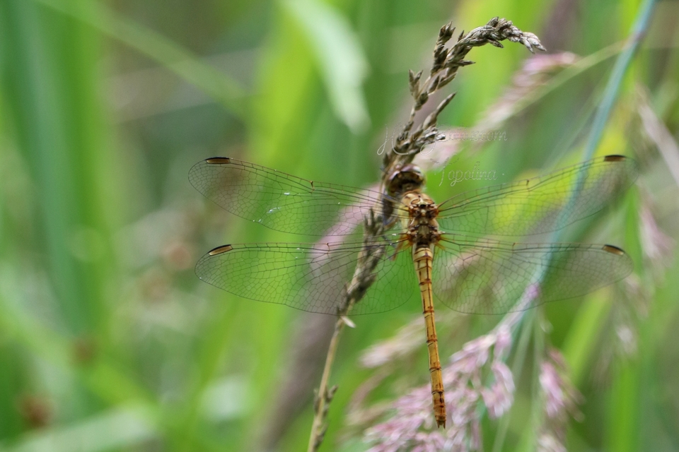 Sympetrum striolatum/vulgatum/meridionale