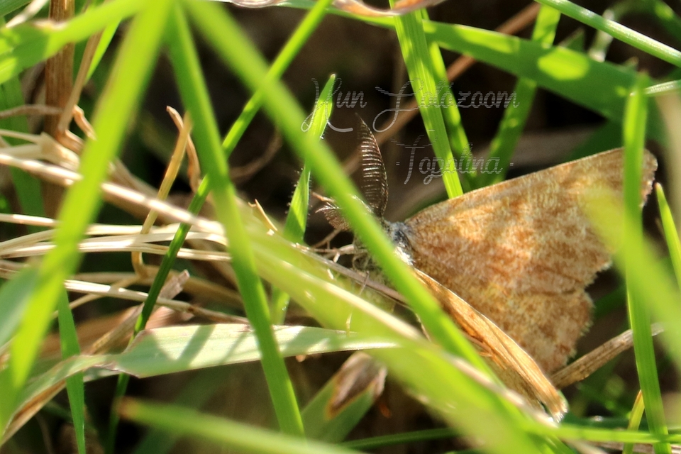 Ematurga atomaria - barna rétiaraszoló