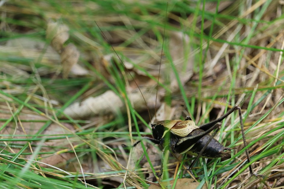Pholidoptera aptera - nagy avarszöcske