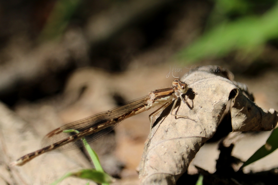 Sympecma fusca - téli rablószitakötő