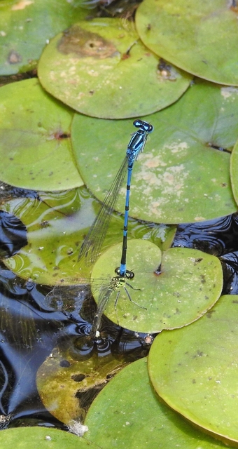 Coenagrion puella - azúrkék légivadász