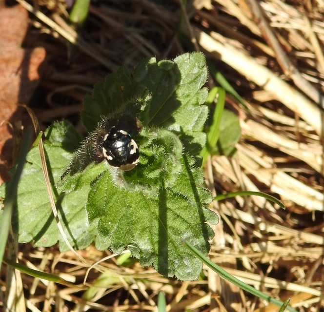 Tritomegas bicolor - foltos földipoloska