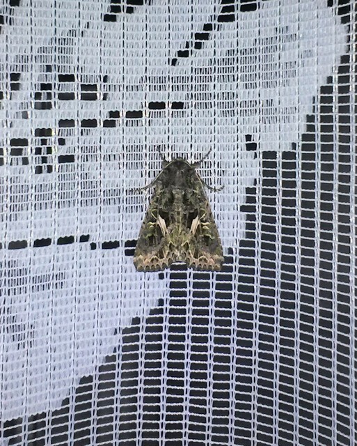 Trachea atriplicis - nyári zöldbagoly