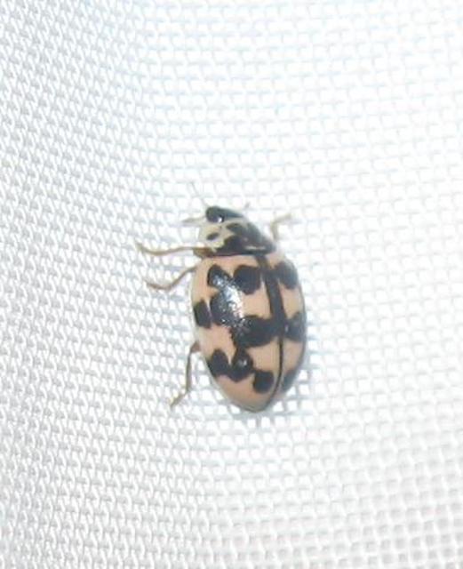 Oenopia conglobata - rózsás katica
