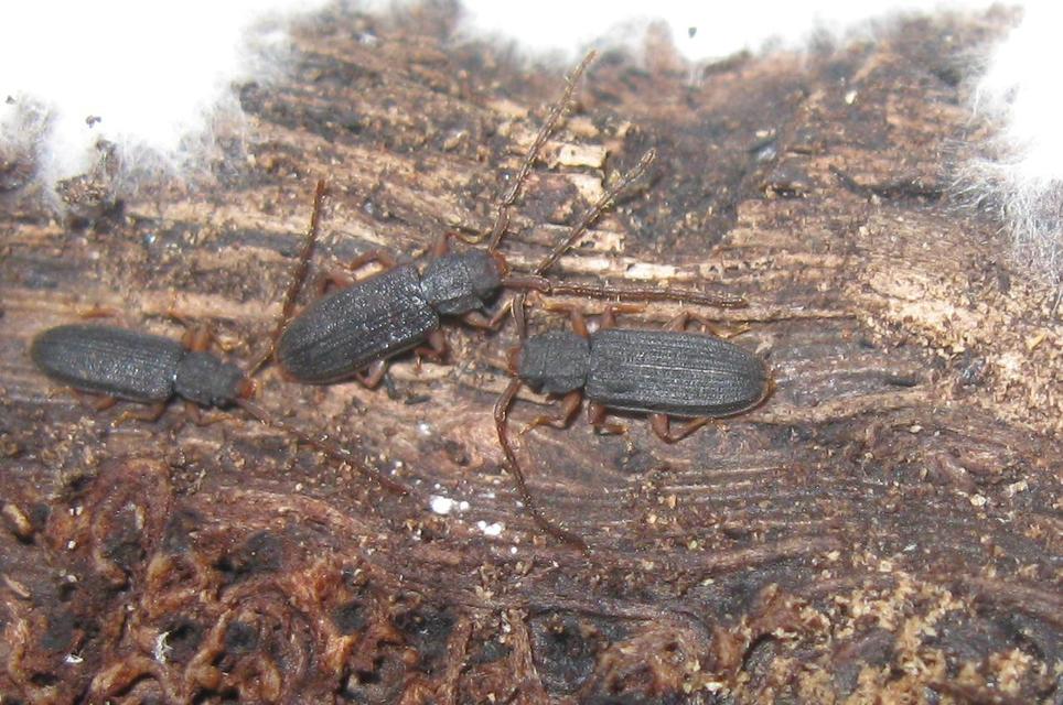Uleiota planatus - hosszúcsápú fogasnyakú-lapbogár