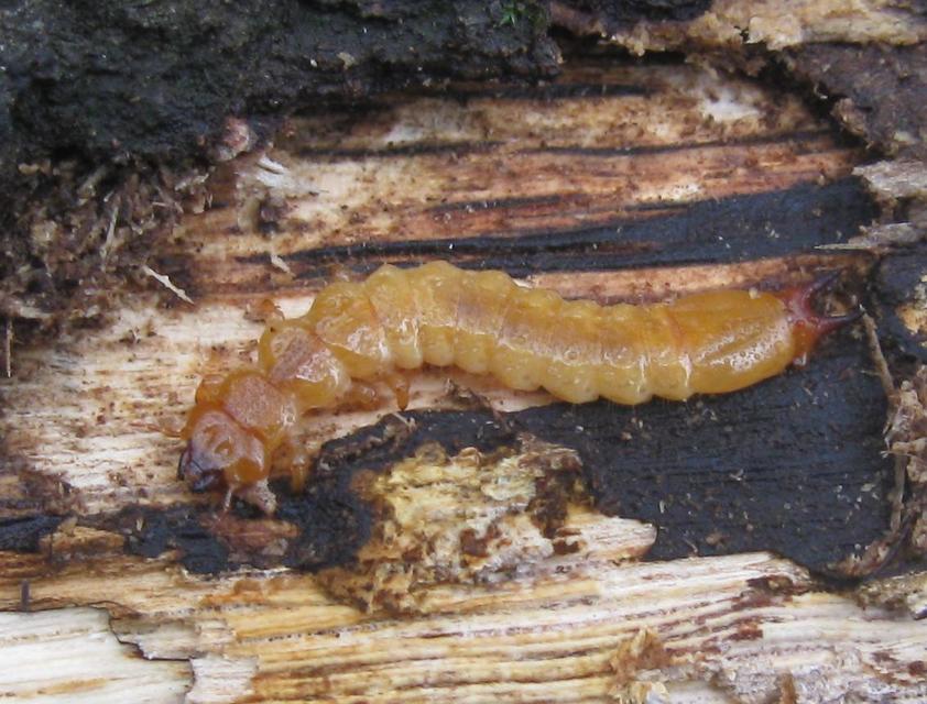 Pyrochroidae - bíborbogárfélék