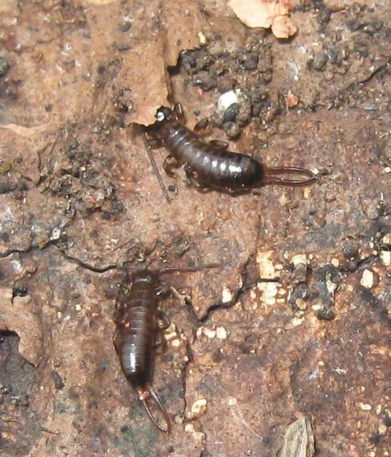 Forficulidae