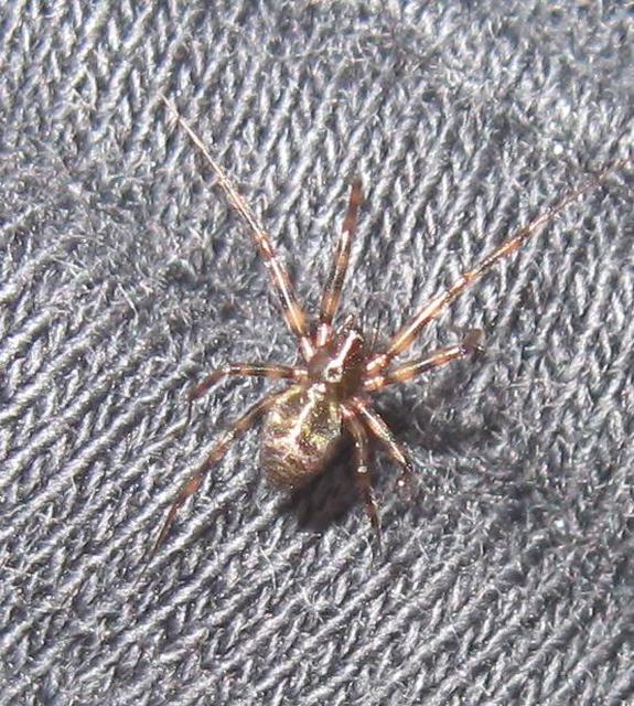 Lepthyphantes minutus
