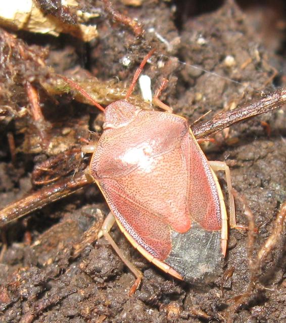 Piezodorus lituratus - bíboros címerespoloska Piezodorus lituratus - bíboros címerespoloska