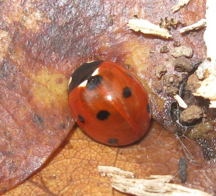 Coccinella septempunctata - hétpettyes katica