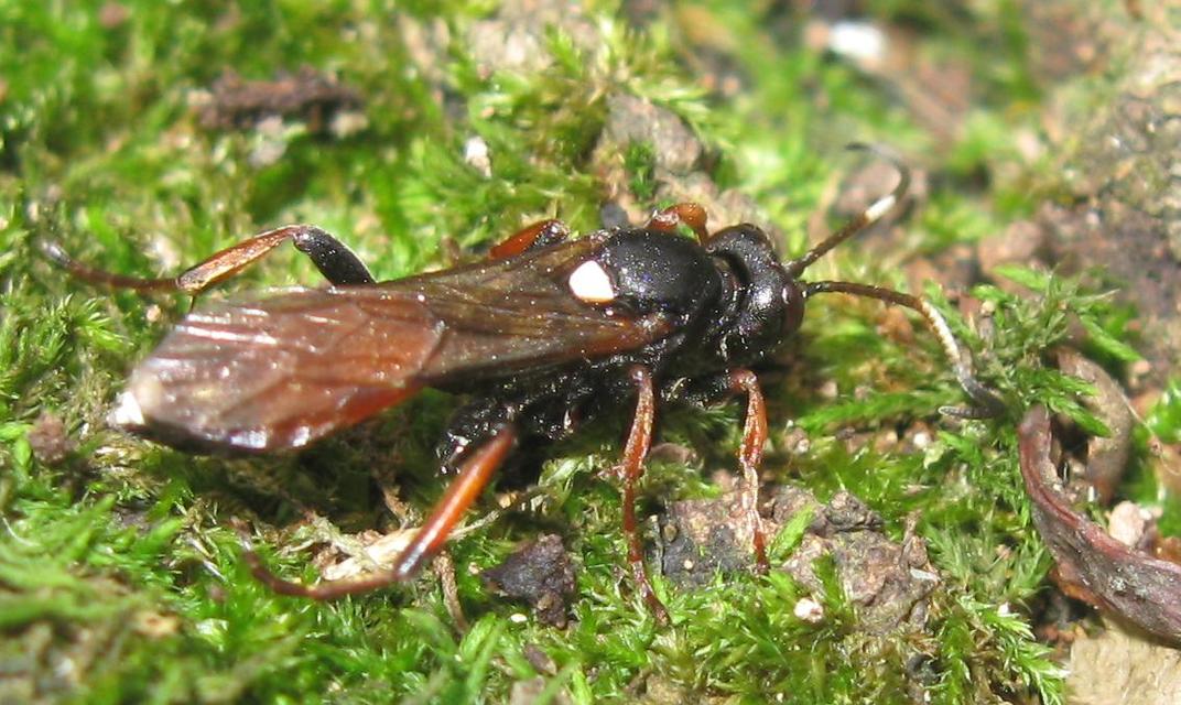 Ichneumoninae