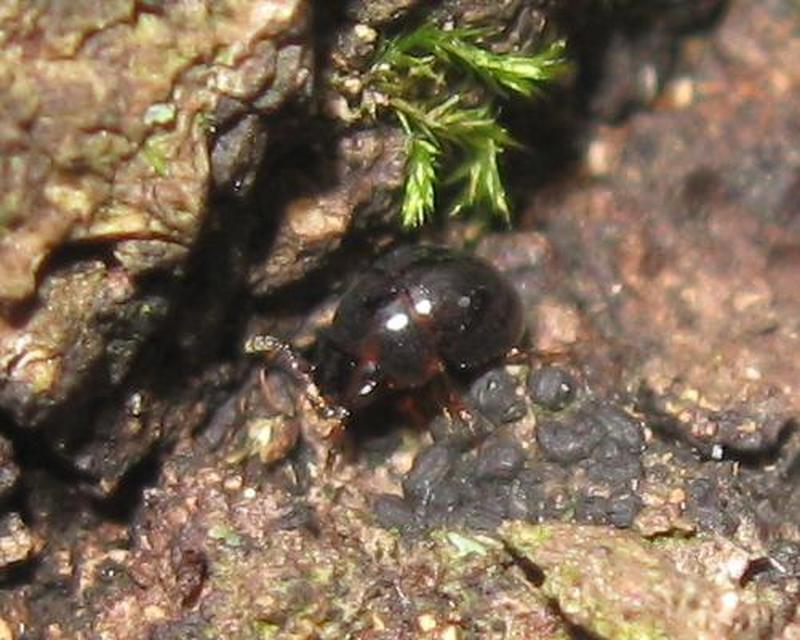 Leiodidae - pecebogárfélék Leiodidae - pecebogárfélék