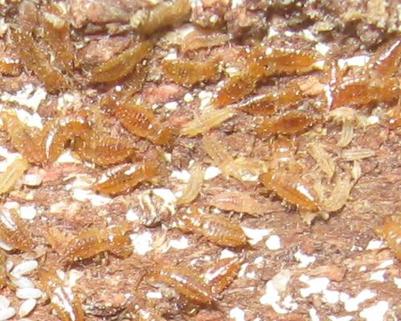 Thysanoptera - Tripszek