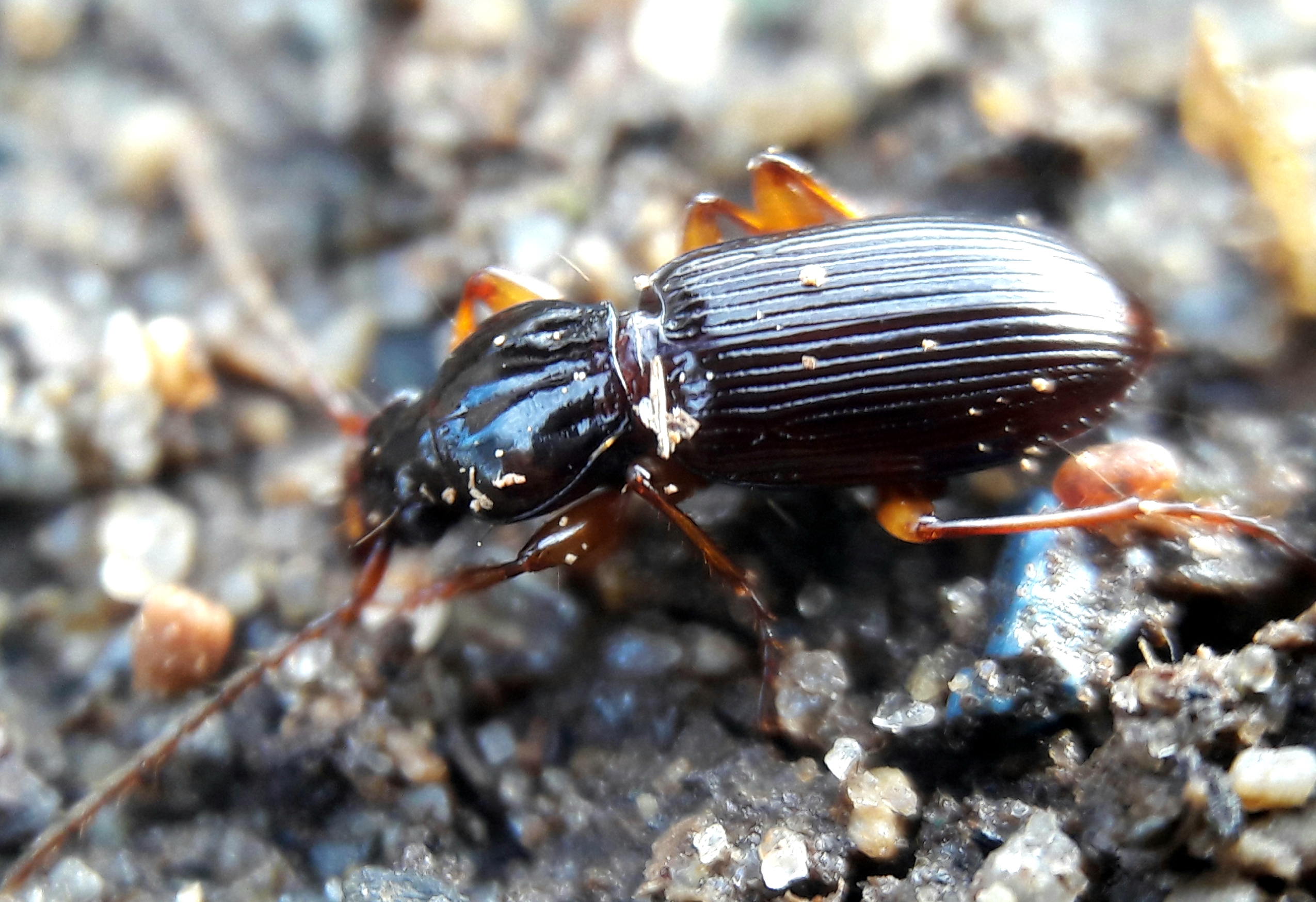 Stomis pumicatus - kaszásfutó