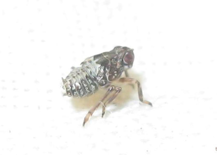 Delphacidae - sarkantyús kabócák