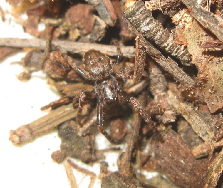 Nuctenea umbratica - közönséges rés-keresztespók