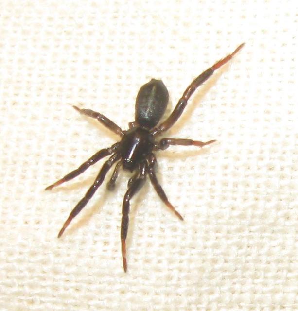Drassyllus
