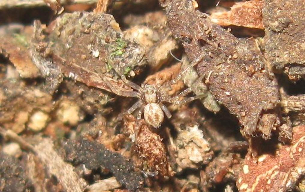 Philodromus