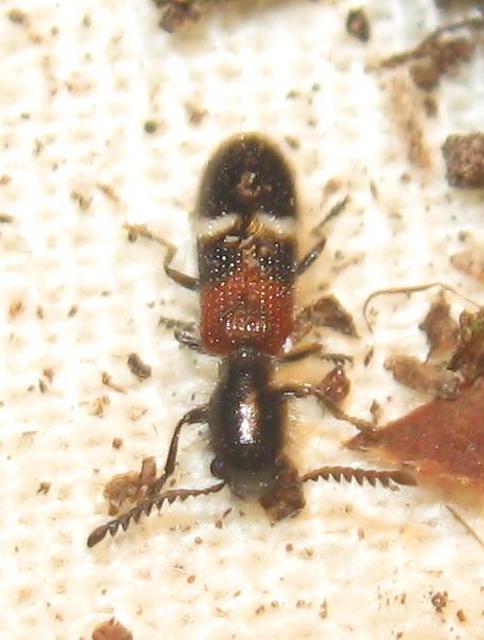Tilloidea unifasciata - szőlő-szúfarkas