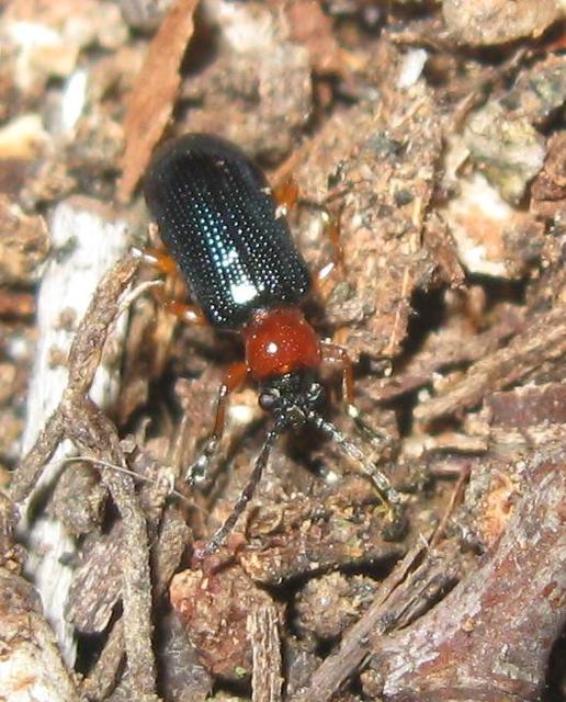 Oulema melanopus/duftschmidi