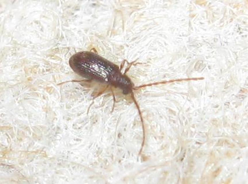 Ptinus pilosus - sarkantyús tolvajbogár
