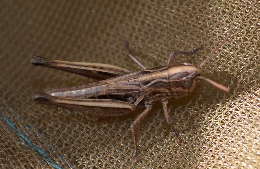 Stenobothrus crassipes - rövidszárnyú sztyepprétisáska