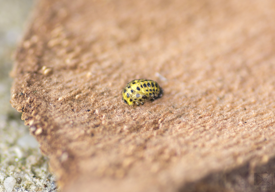 Psyllobora vigintiduopunctata - huszonkétpettyes katica