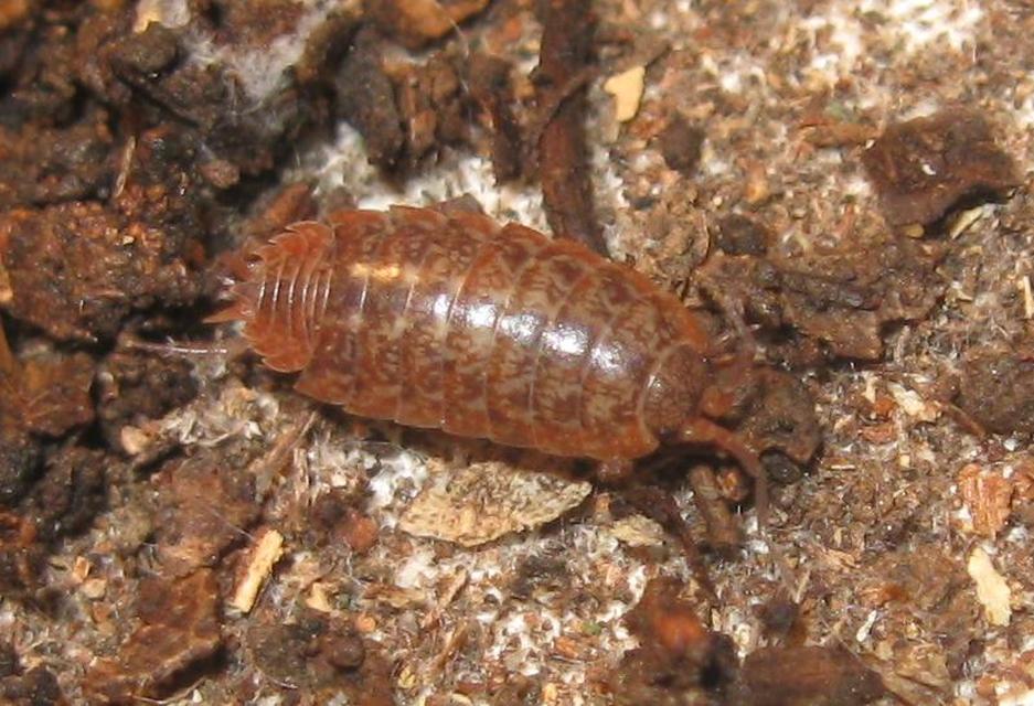 Protracheoniscus politus - közönséges erdeiászka