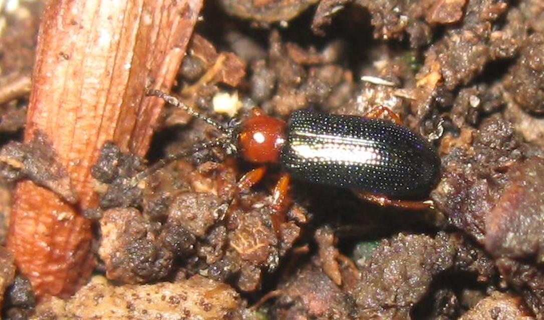 Oulema melanopus/duftschmidi