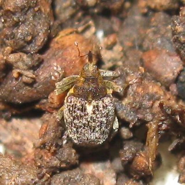 Ceutorhynchus pallidactylus - szőrös repce-ceutormányos