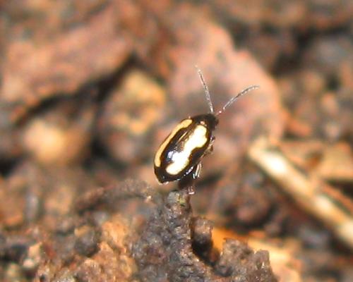 Phyllotreta striolata - sávos földibolha