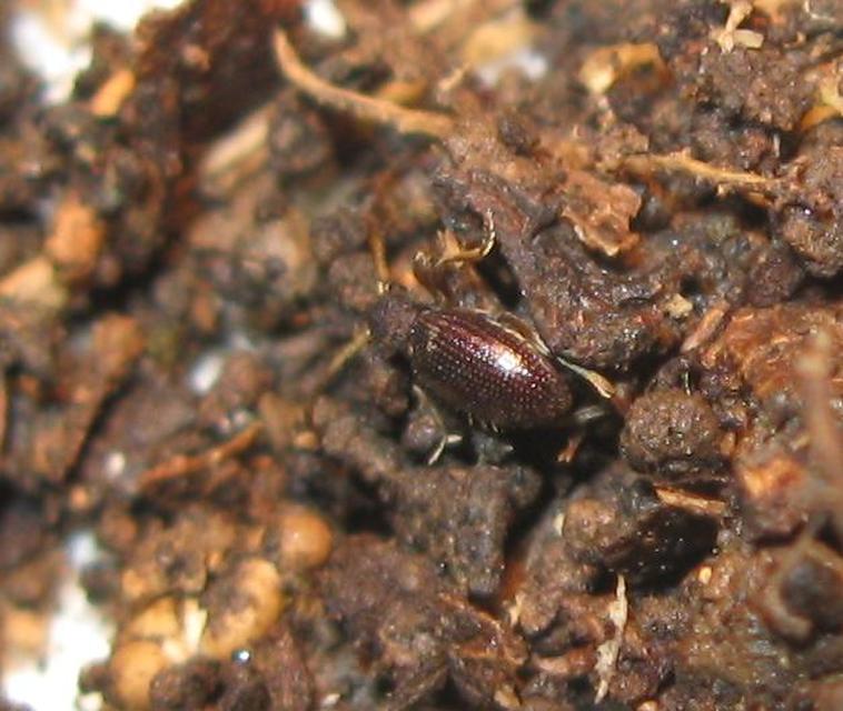 Ptinus calcaratus - krétaszőrű tolvajbogár