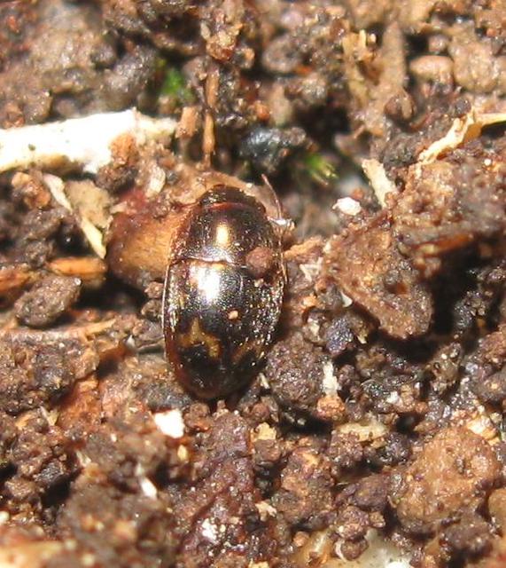 Cryptarcha strigata - rajzos nedvbogár