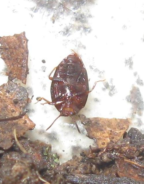Scaphidema metallicum - fémzöld taplóbogár