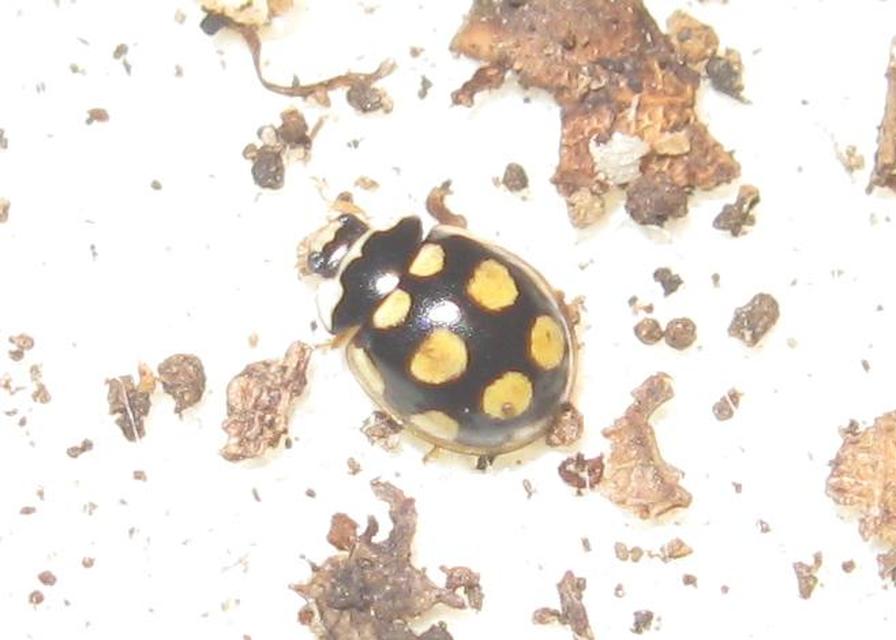 Coccinula quatuordecimpustulata - feketesárga katóka
