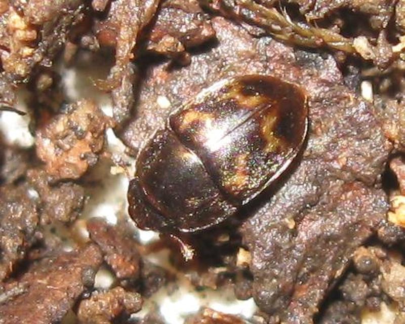 Cryptarcha strigata - rajzos nedvbogár