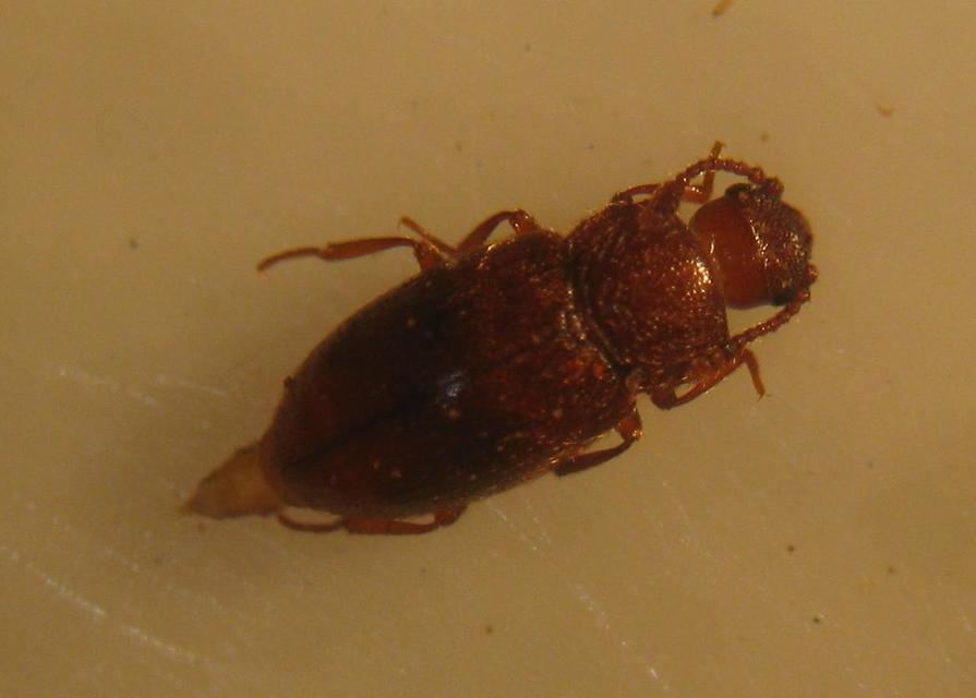Cryptophagidae - penészbogárfélék