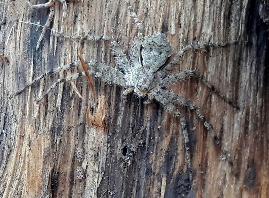 Philodromus margaritatus - bükkfa-fürgekarolópók