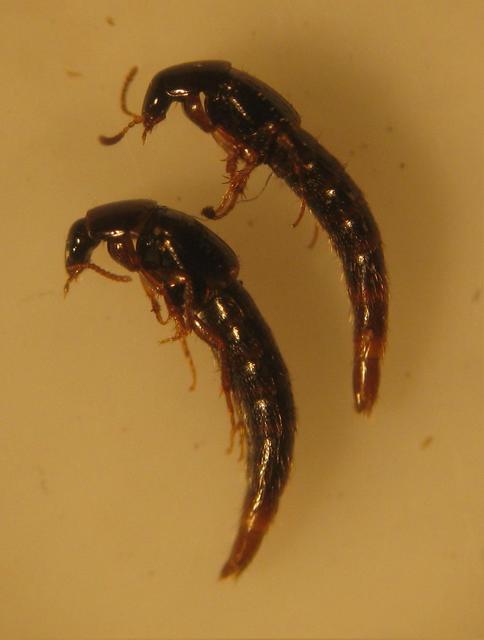 Mycetoporus Mycetoporus