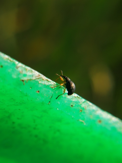 Protapion fulvipes - vadhere-cickányormányos Protapion fulvipes - vadhere-cickányormányos