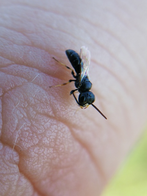 Crossocerus