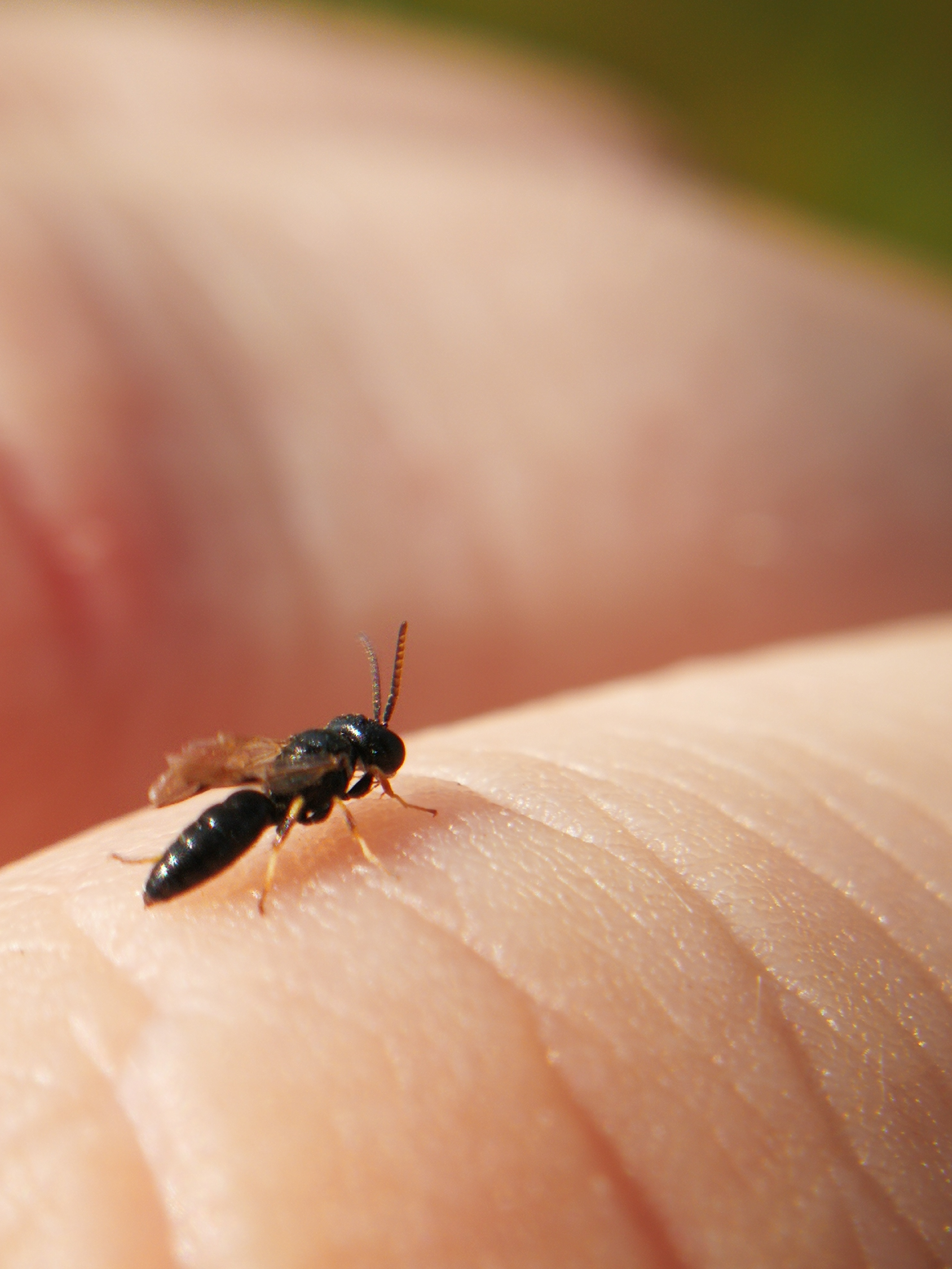 Crossocerus