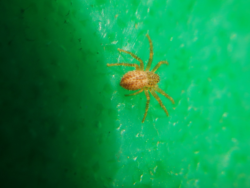Thanatus striatus