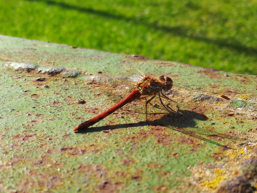 Sympetrum striolatum - harántsávos katona-szitakötő