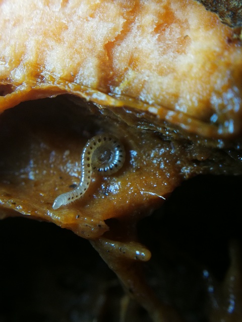 Diplopoda - Ikerszelvényesek