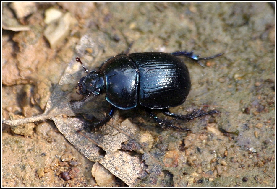 Anoplotrupes stercorosus - erdei álganéjtúró