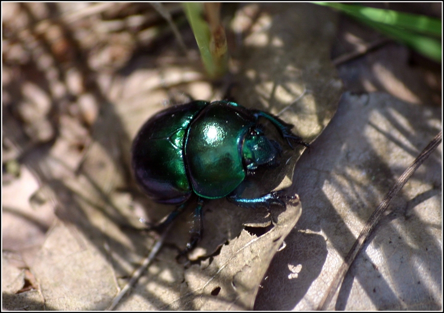 Trypocopris vernalis - tavaszi álganéjtúró