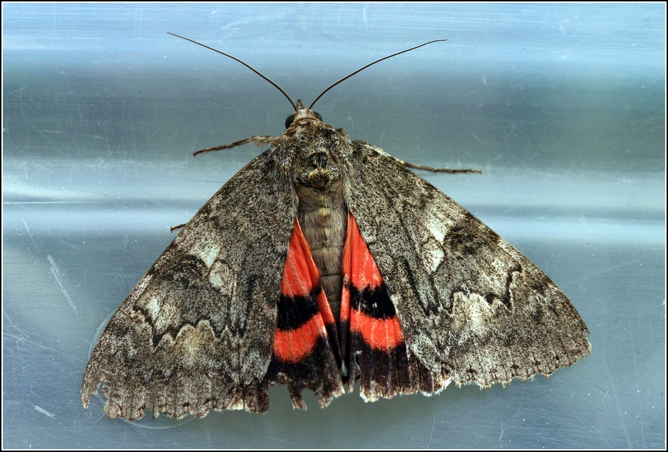 Catocala nupta - piros övesbagoly