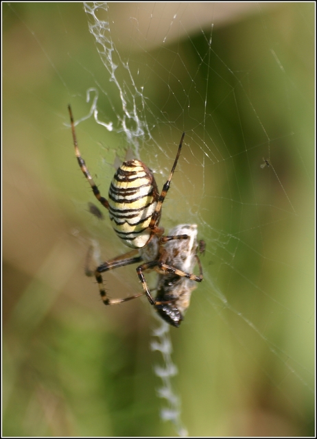 Argiope bruennichi - darázspók
